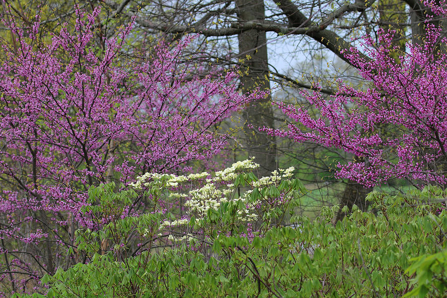 Redbuds and White Dogwood Photograph by Living Color Photography Lorraine Lynch