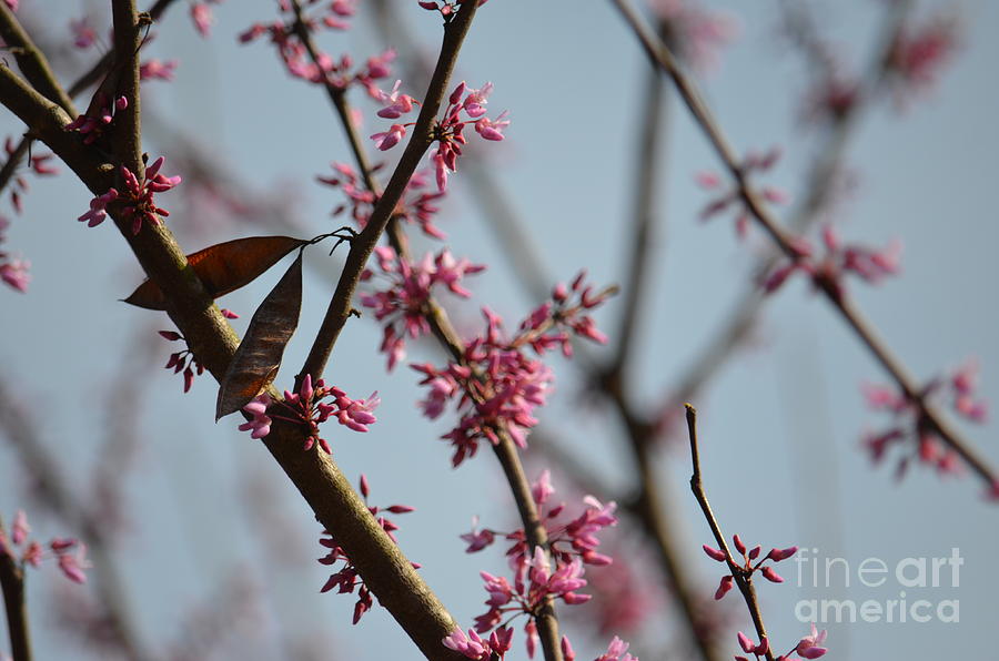 Redbuds in Spring 2 Photograph by Maria Urso