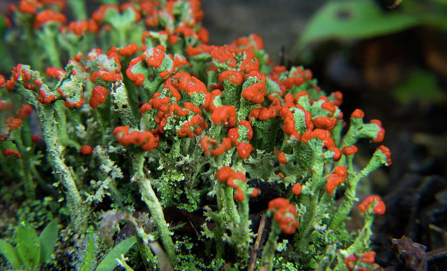 Redcoat Lichen Fruiting Structures Photograph by Douglas Barnett