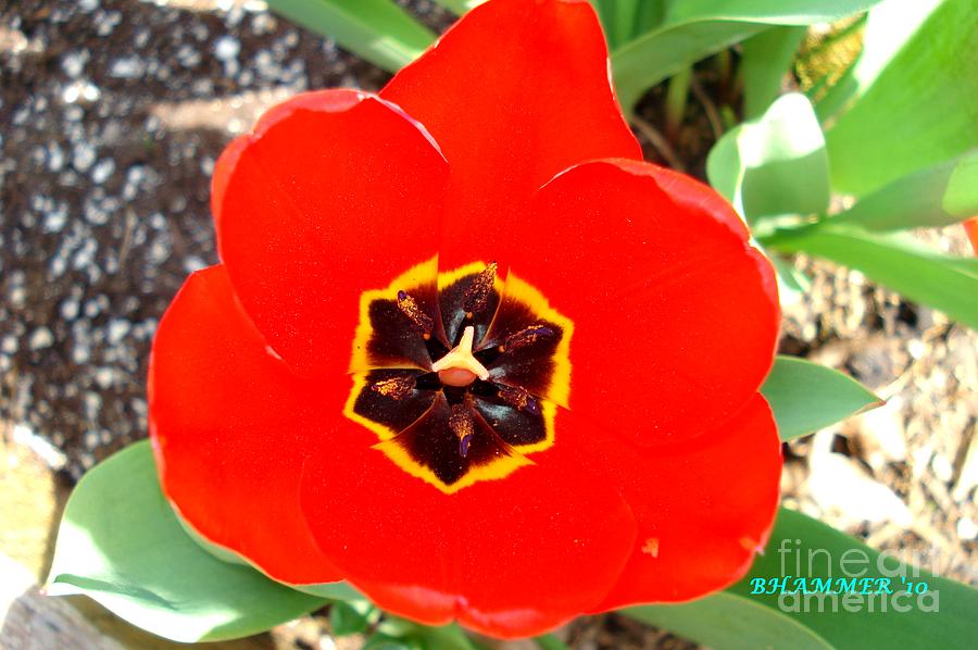 reddest-red-photograph-by-bobby-hammerstone