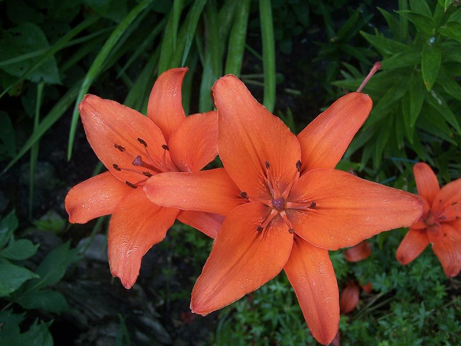 Reddish Asiatic Lily Photograph