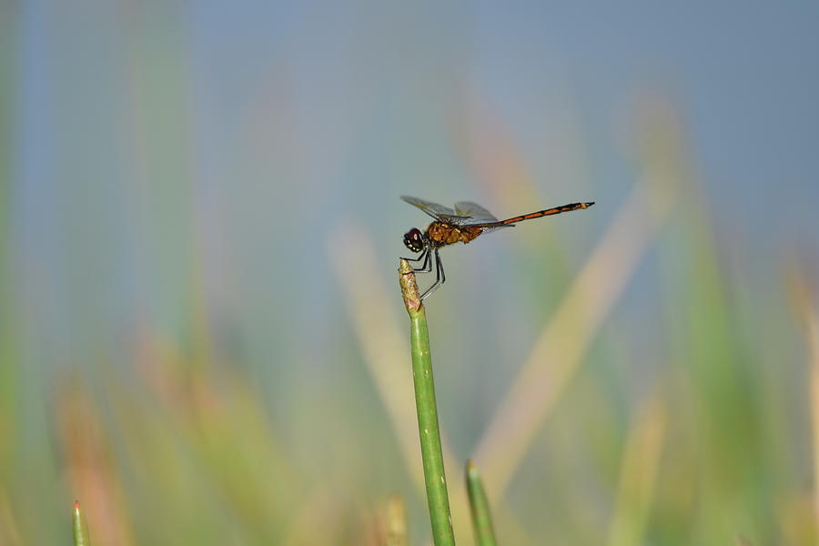 Reddish Dragonfly on a Grassy Blue Background Photograph by Artful Imagery