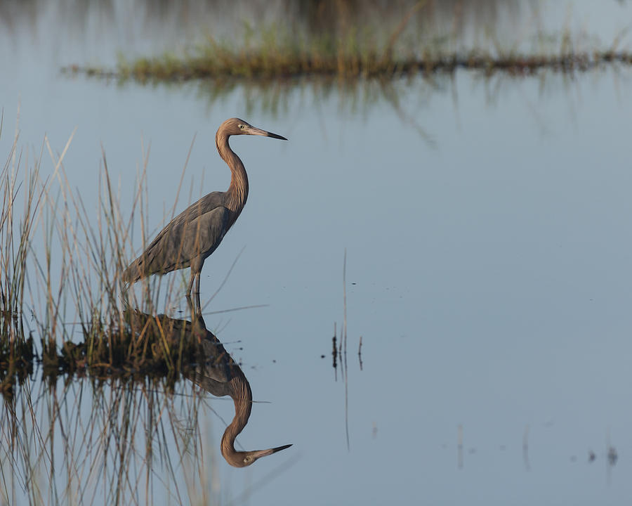 Reddish Egret and reflection in the morning light Photograph by David Watkins