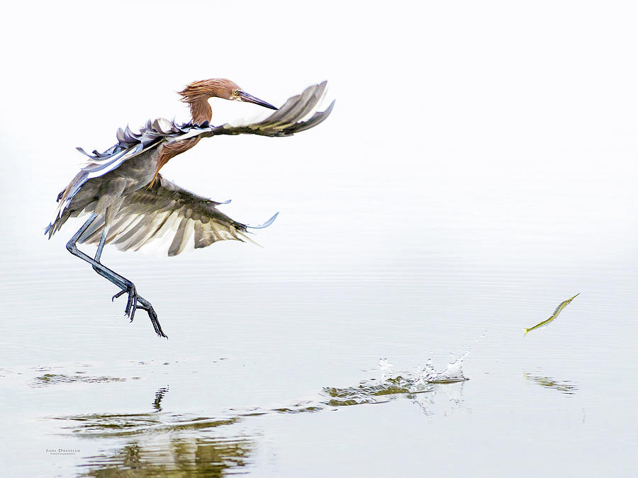 Reddish Egret chasing fish Photograph by Judi Dressler
