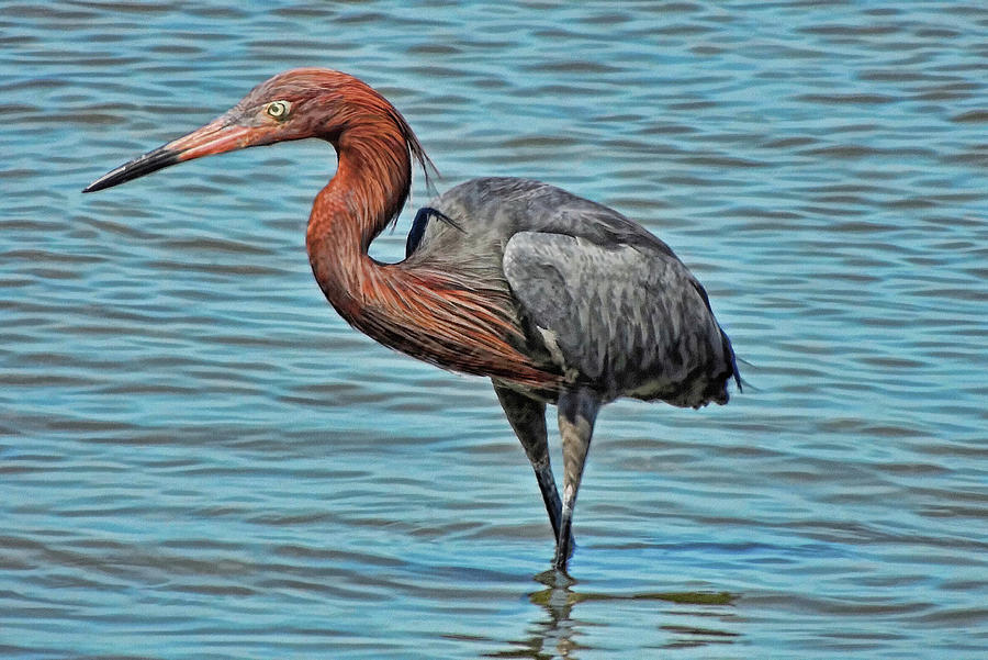 Reddish Egret Fishing Photograph by HH Photography of Florida
