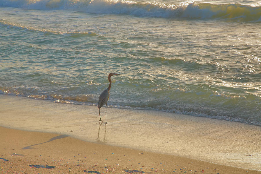Reddish Egret In Surf Photograph by Steven Ainsworth