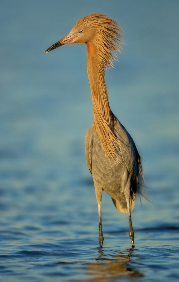 Reddish Egret Photograph by Jerry Fornarotto