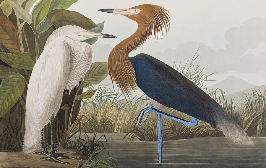 John James Audubon Painting - Reddish Egret by John James Audubon