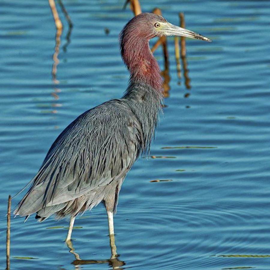 Reddish Egret Nature Wildlife Bird Photograph By Marvin Reinhart