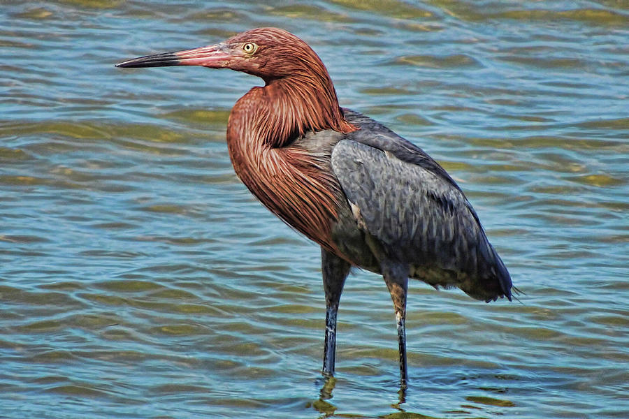 Reddish Egret Posing Photograph by HH Photography of Florida