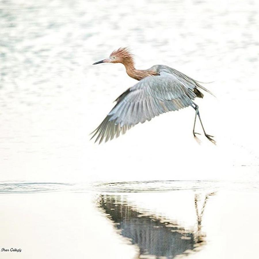 Wildlife Photograph - Reddish Egret Takes Off At The Merritt by Fran Gallogly