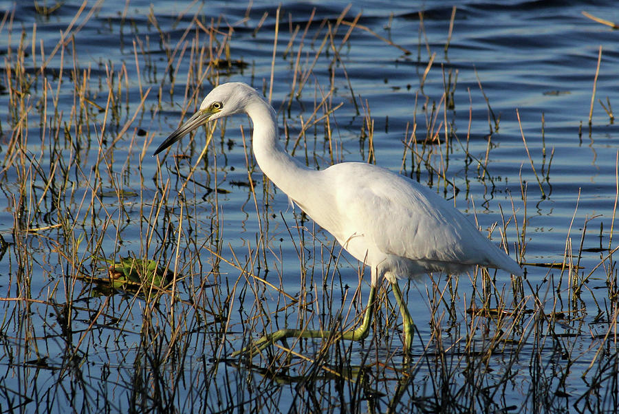Reddish Egret White Morph Photograph by HH Photography of Florida