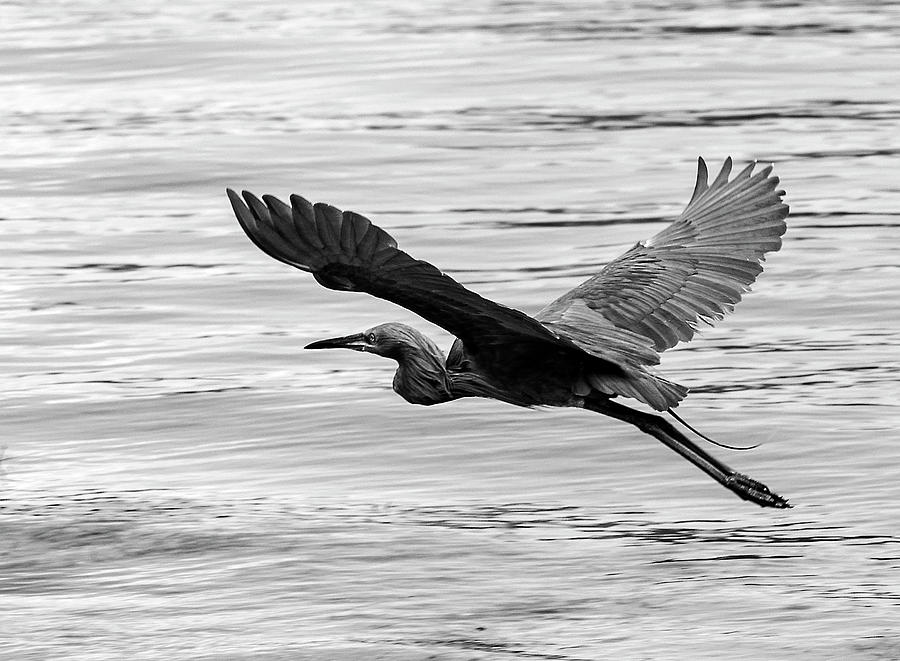 Reddish Flight BW Photograph by Norman Johnson - Fine Art America