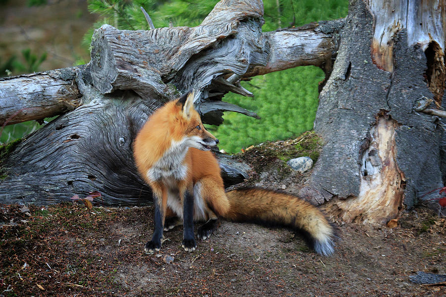 Reddy Fox Photograph by Gary Hall