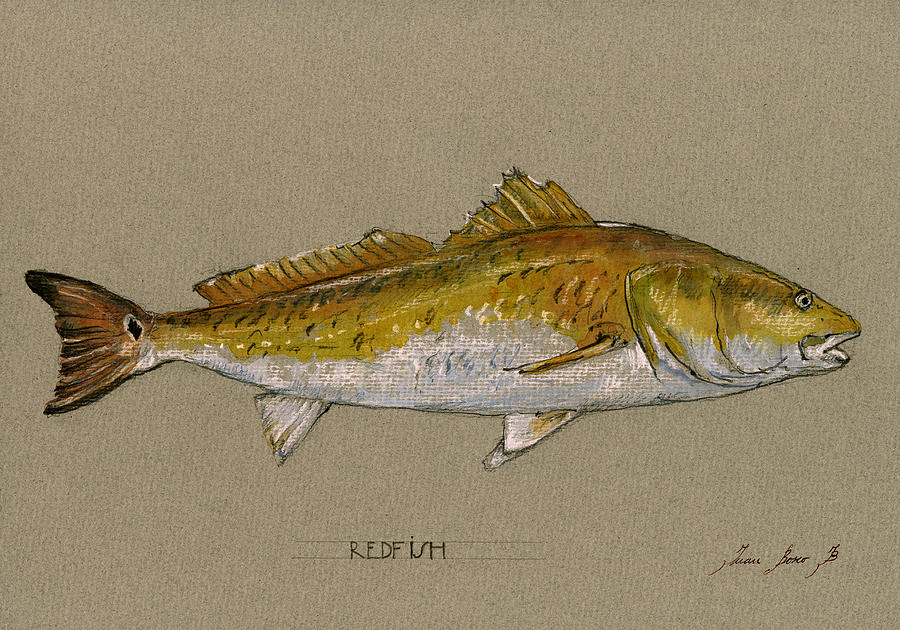 Bonefish Fishing Painting - Redfish painting  by Juan  Bosco