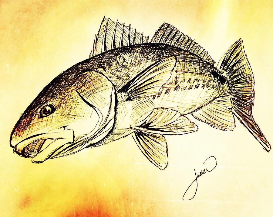 Redfish Sketch Drawing by Justin Creel Fine Art America