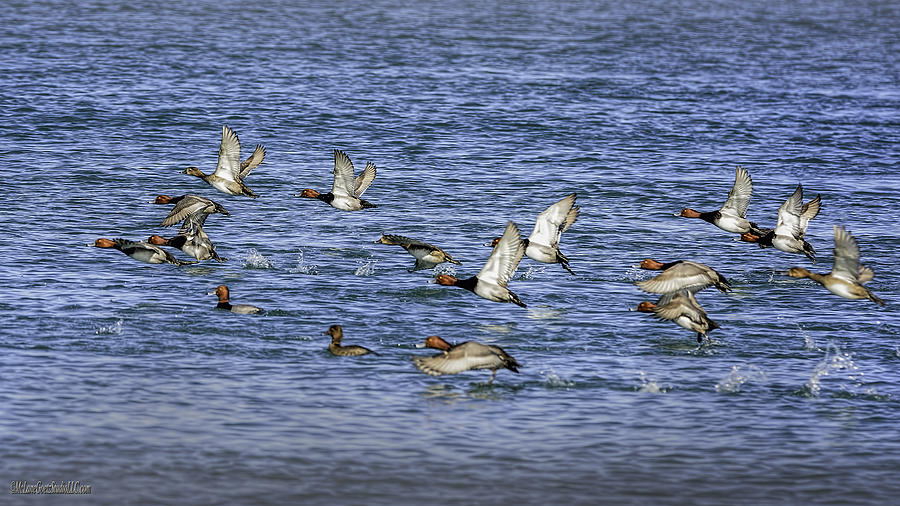 Redhead Ducks in Flight Photograph by LeeAnn McLaneGoetz McLaneGoetzStudioLLCcom