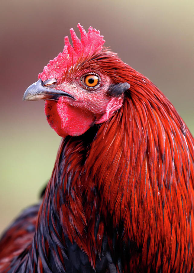 Chicken Photograph - Redhead by Nicholas Blackwell