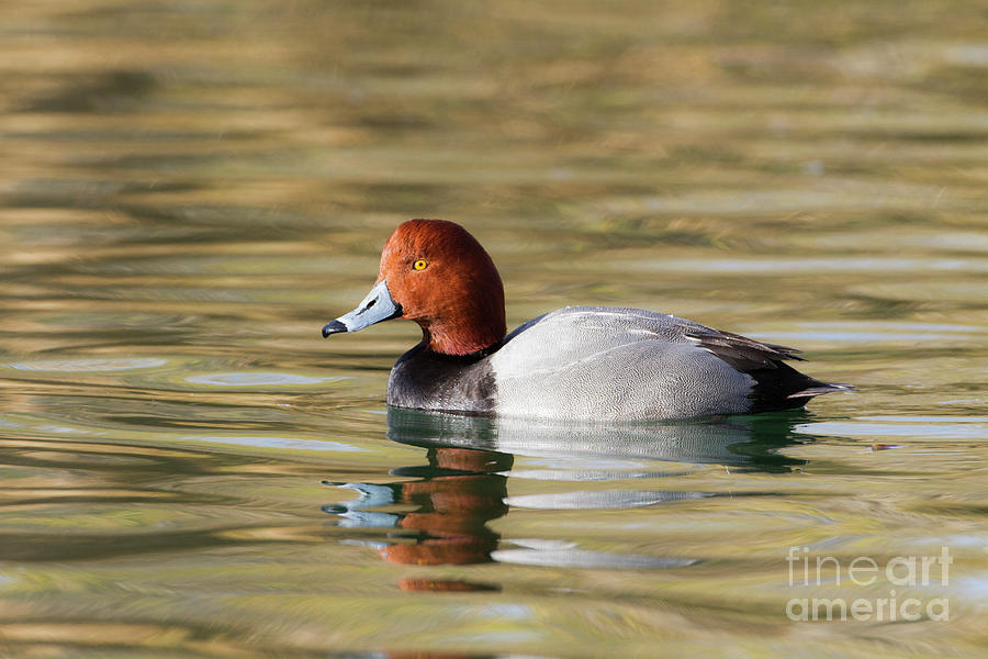 Redhead Duck  on Sunny pond Photograph by Ruth Jolly
