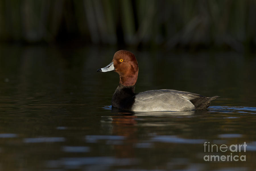 Redhead Duck  Out Of The Shadows Photograph