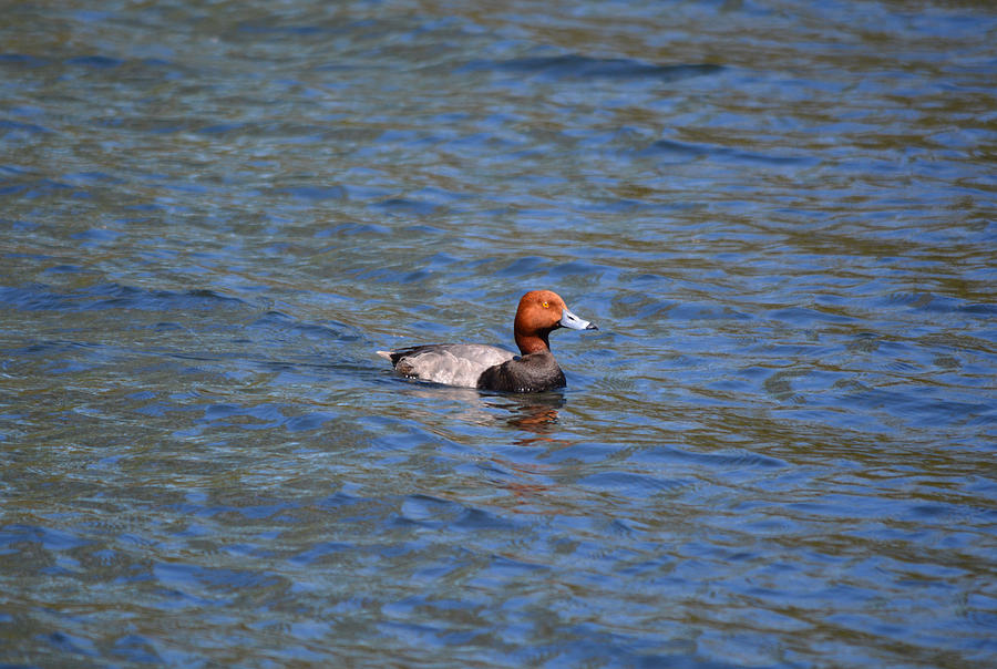Duck Photograph - Redhead by Richard Andrews