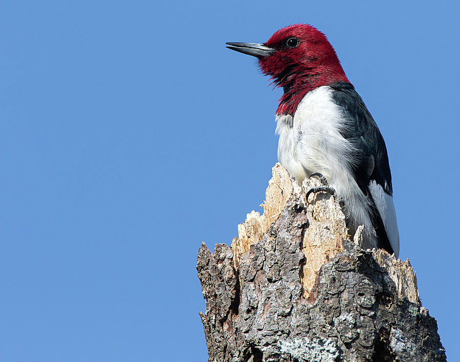 Top Red-headed Woodpecker Photograph by Art Cole