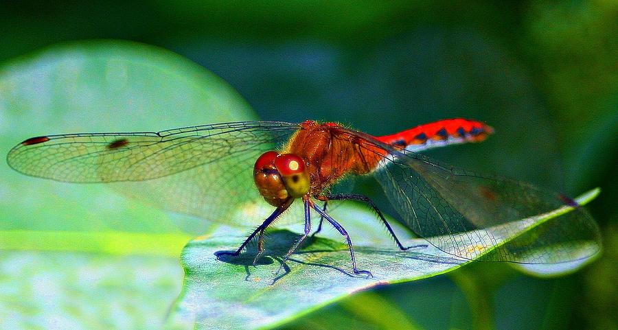 Insects Photograph - Redheaded Dragonfly by Barbara S Nickerson