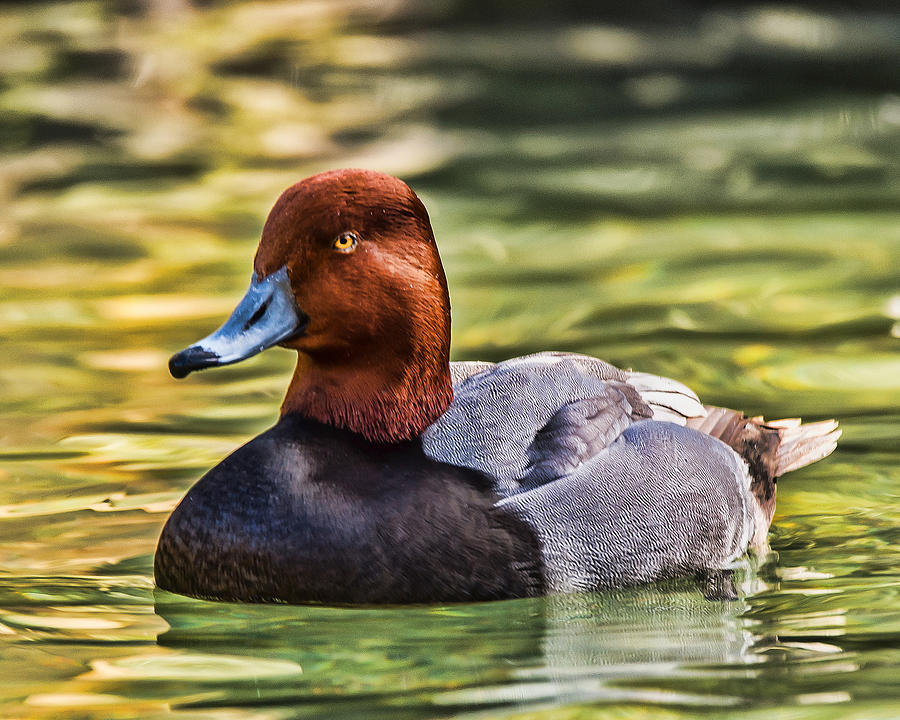 Redheaded Duck Photograph by Joe Granita
