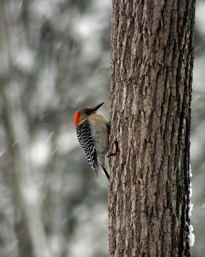 Redheaded Woodpecker Photograph by George Jones