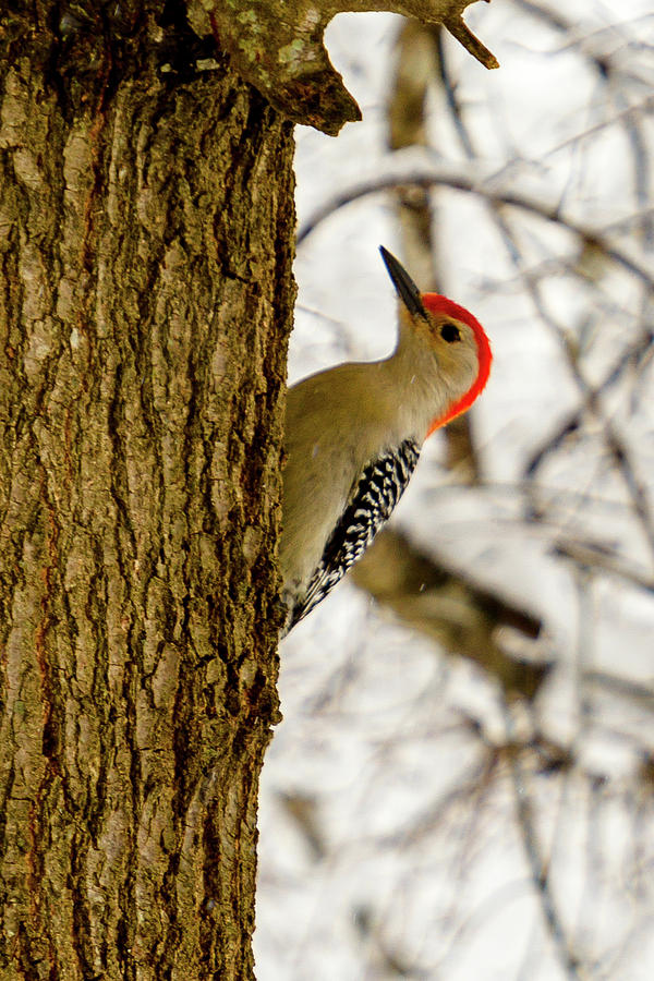 Redheaded Woodpecker Photograph