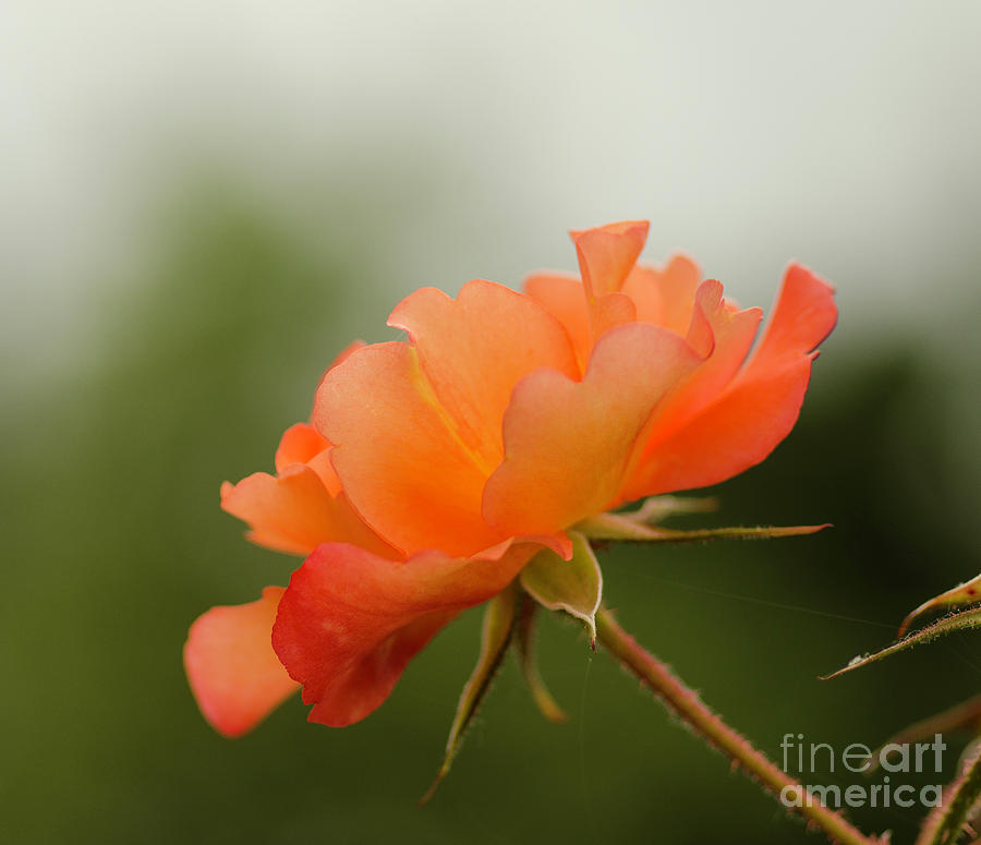 Redish Orange Photograph by Nick Boren