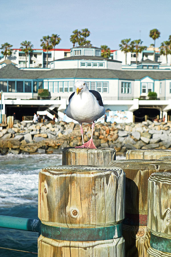 Redondo Beach Photograph - Redondo Beach Pier with Attitude by Robert Meyers-Lussier