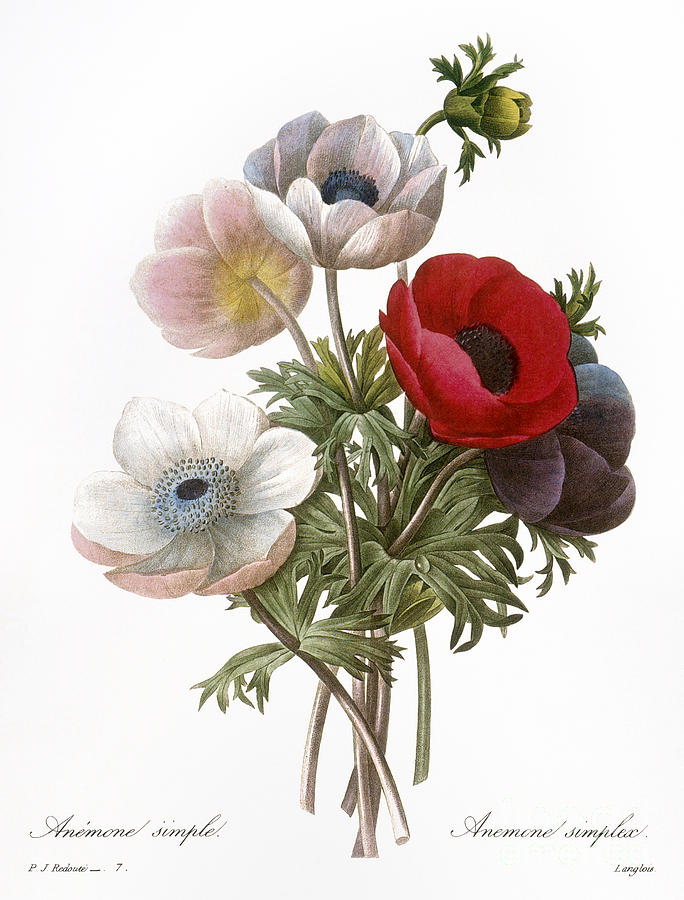 Redoute: Anemone, 1833 Photograph by Granger