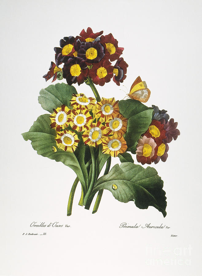 Redoute: Auricula, 1833 Photograph by Granger