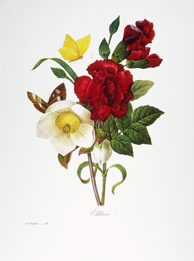 Redoute: Hellebore, 1833 Photograph by Granger