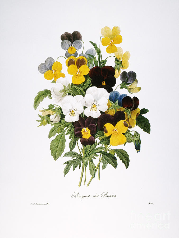 Redoute: Pansy, 1833 Photograph by Granger