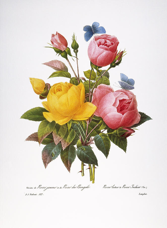 Redoute: Roses, 1833 Photograph by Granger