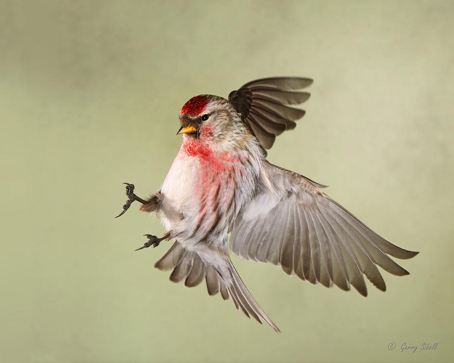 Redpoll in Flight Photograph by Gerry Sibell