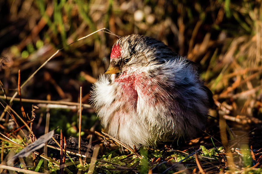 Redpoll in the sun Photograph by Torbjorn Swenelius