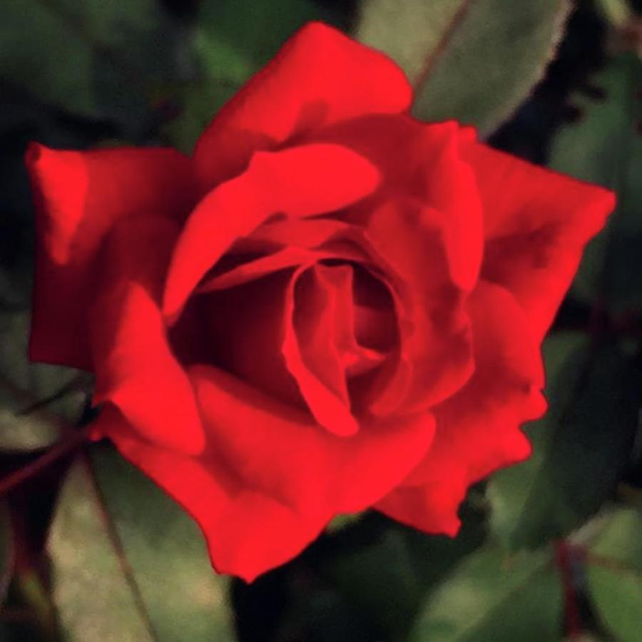 Rose Photograph - #redrose #iphone6 #naturesbeauty by Joan McCool