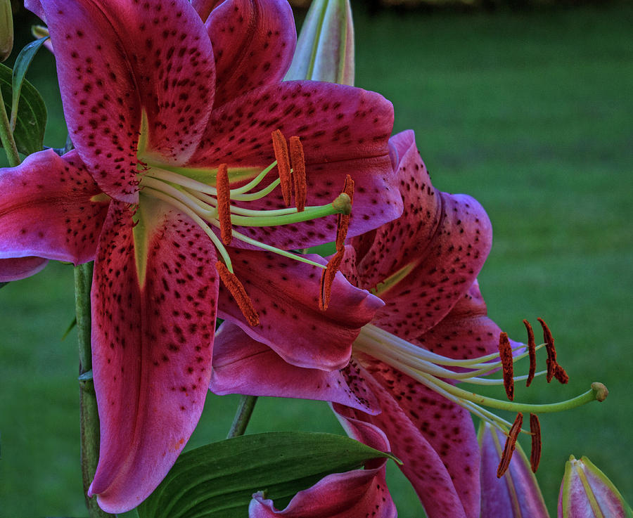 Reds and Greens of the Lilies Photograph by Robert Pilkington