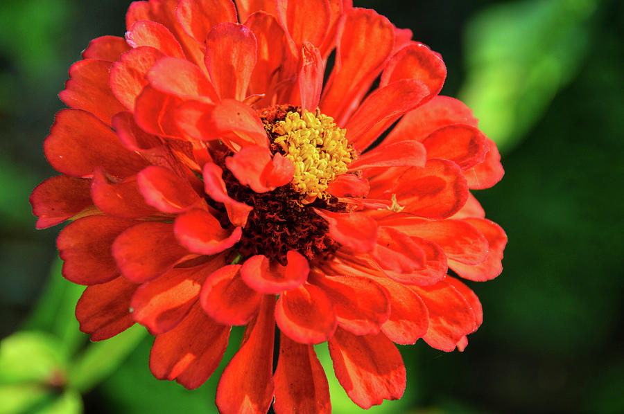 Daisy Photograph - Reds by JAMART Photography