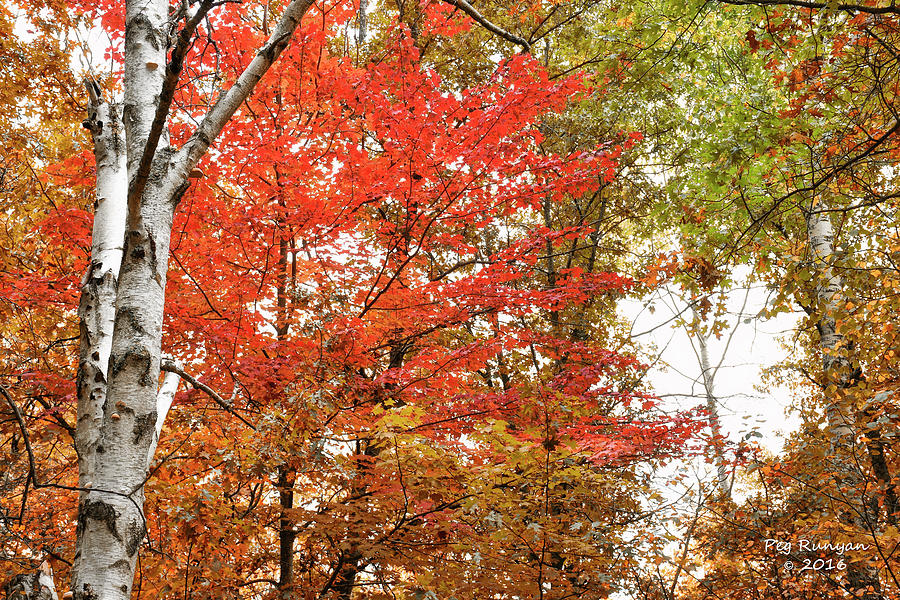 Reds of Autumn Photograph by Peg Runyan