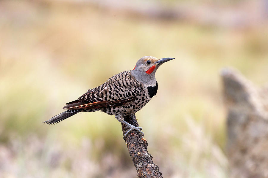 Bird Photograph - Redshafted Northern Flicker by Doug Lloyd