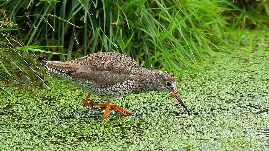 Redshank Photograph by Jeff Townsend