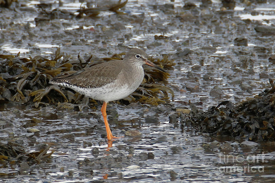 Redshank Photograph by Terri Waters