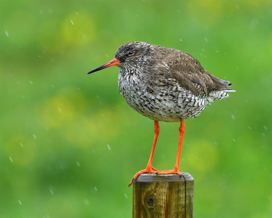 Redshank  Photograph by Tony Beck