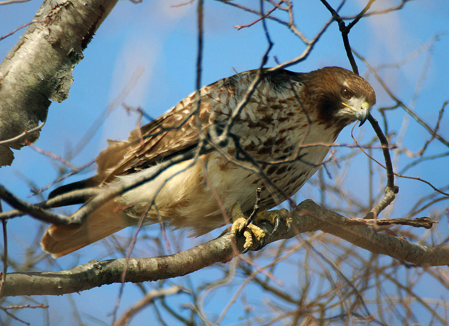 Redtail Among Branches Photograph by William Selander