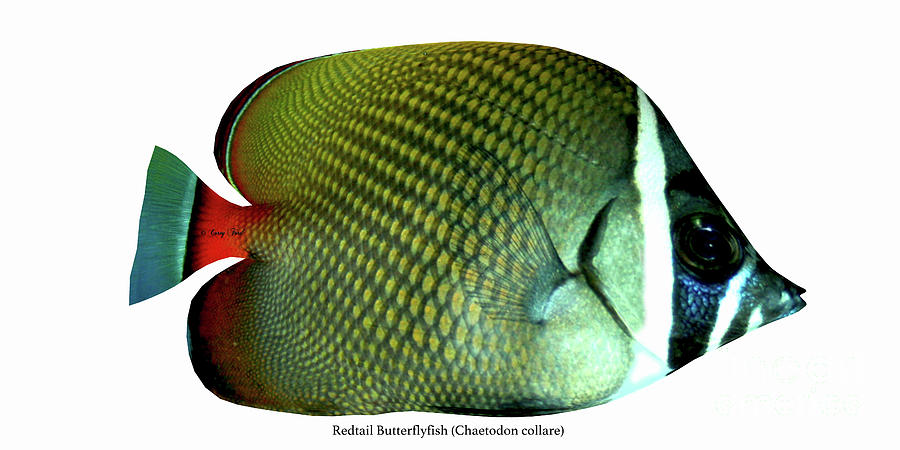 Fish Digital Art - Redtail Butterflyfish by Corey Ford