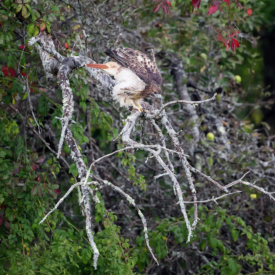 Redtail Hawk 092017 sq Photograph by Bill Wakeley